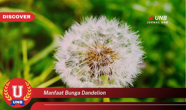 10 Manfaat manfaat bunga dandelion yang Wajib Kamu Intip
