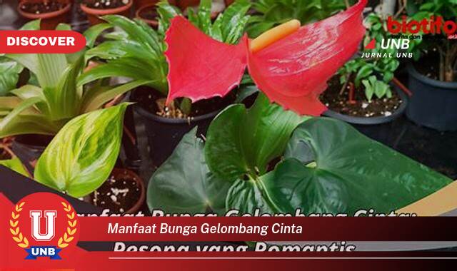 Inilah 9 Manfaat manfaat bunga gelombang cinta yang Wajib kamu ketahui