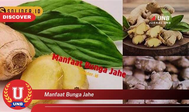 8 Manfaat manfaat bunga jahe yang Wajib Kamu Intip