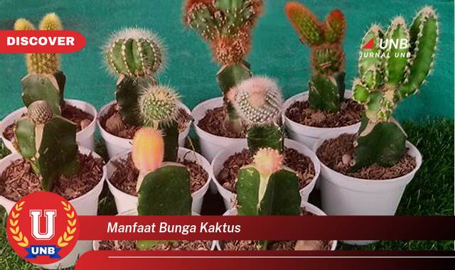 Temukan 10 Manfaat manfaat bunga kaktus yang Wajib kamu ketahui