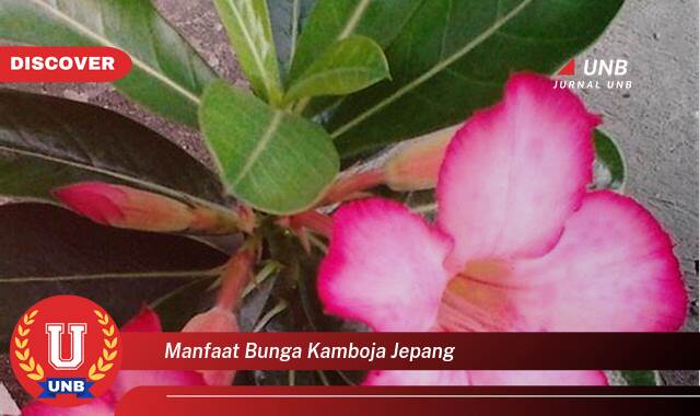 Temukan 8 Manfaat Bunga Kamboja Jepang untuk Kesehatan dan Kecantikan Anda