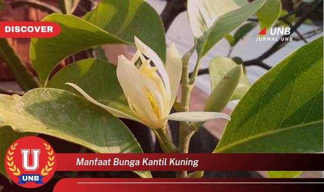 9 Manfaat manfaat bunga kantil kuning yang Wajib Kamu Intip