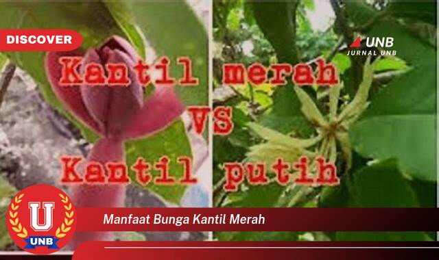 Temukan 8 Manfaat manfaat bunga kantil merah yang Wajib Kamu Intip