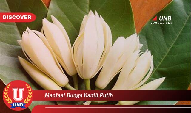 Temukan 10 Manfaat manfaat bunga kantil putih yang tidak Semua Orang Tau