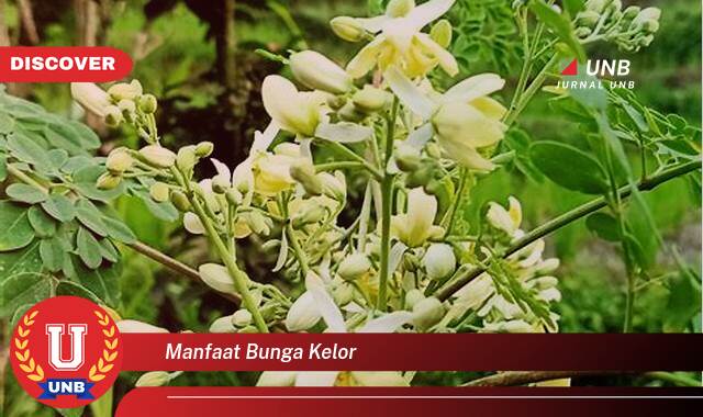 Ketahui 10 Manfaat manfaat bunga kelor yang tidak Semua Orang Tau