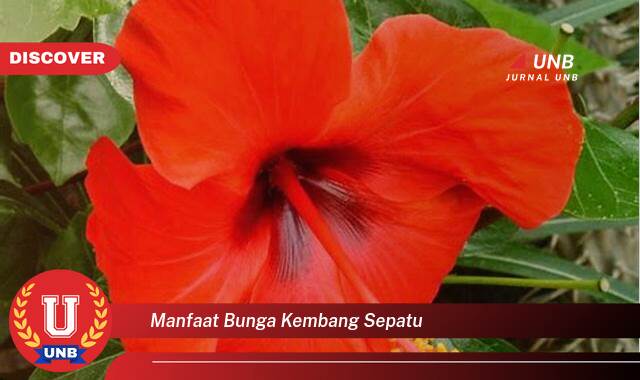 Temukan 8 Manfaat Bunga Kembang Sepatu untuk Kesehatan dan Kecantikan