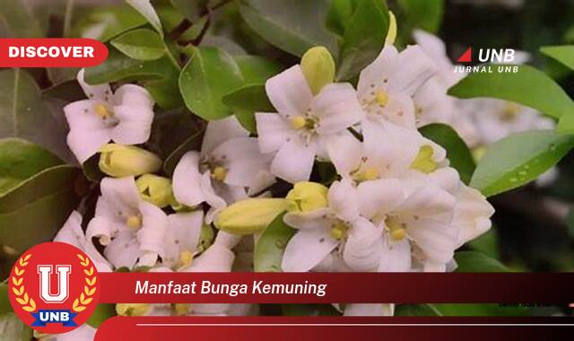 Temukan 9 Manfaat Bunga Kemuning untuk Kecantikan Kulit dan Rambut Anda Temukan 9 Manfaat Bunga Kemuning untuk Kecantikan Kulit dan Rambut Anda