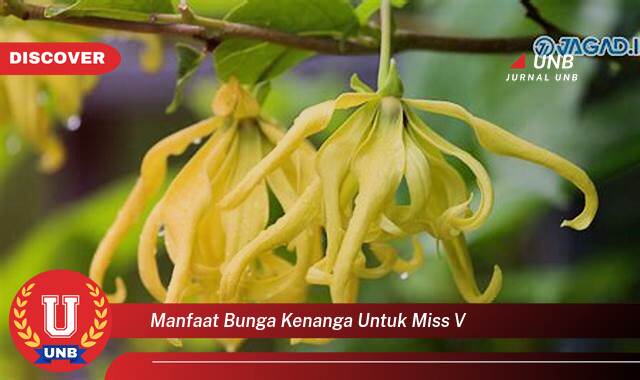 Temukan 9 Manfaat Bunga Kenanga untuk Kesehatan Miss V Anda Temukan 9 Manfaat Bunga Kenanga untuk Kesehatan Miss V Anda