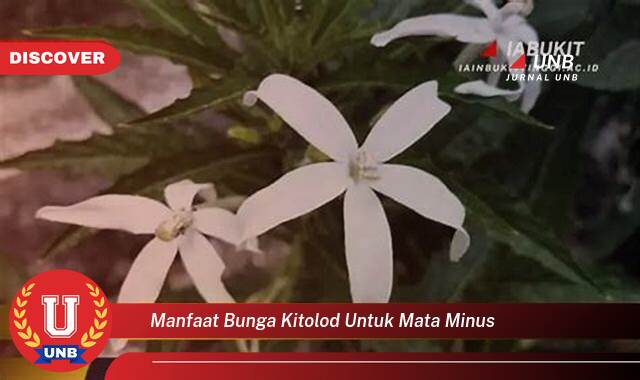 Temukan 9 Manfaat Bunga Kitolod untuk Mata Minus, Benarkah Bisa Mengobati?