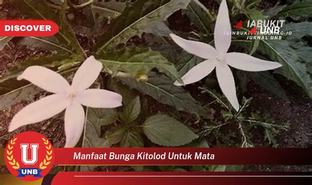 Ketahui 8 Manfaat manfaat bunga kitolod untuk mata yang Wajib Kamu Intip