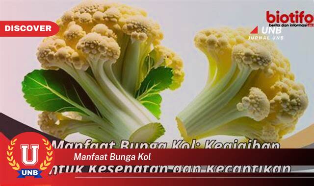 Temukan 10 Manfaat Bunga Kol untuk Kesehatan, Kecantikan, dan Resep Lezat