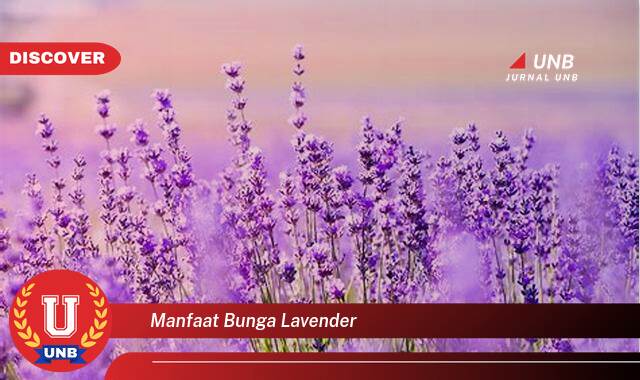 Temukan 10+ Manfaat Bunga Lavender untuk Kesehatan, Kecantikan, dan Rumah Anda