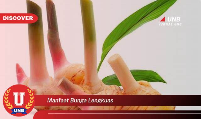 Inilah 9 Manfaat manfaat bunga lengkuas yang Bikin Kamu Penasaran