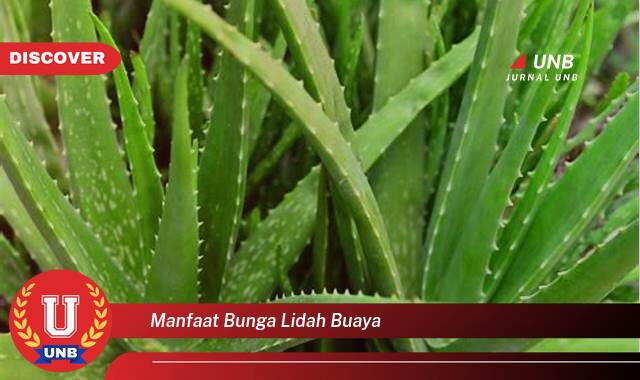 Temukan 10 Manfaat Bunga Lidah Buaya untuk Kesehatan dan Kecantikan Kulit Anda