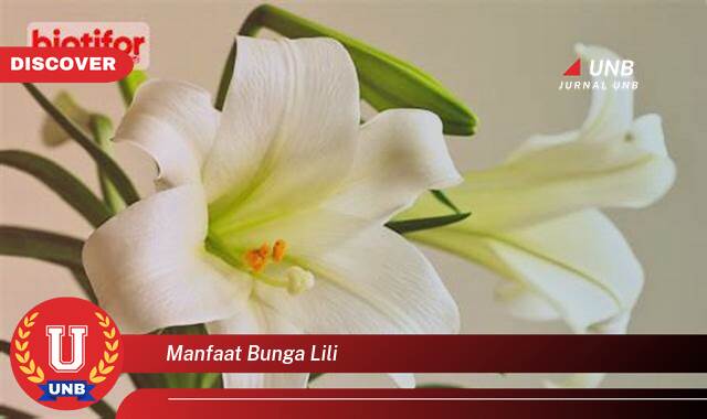 Inilah 9 Manfaat manfaat bunga lili yang Wajib kamu ketahui