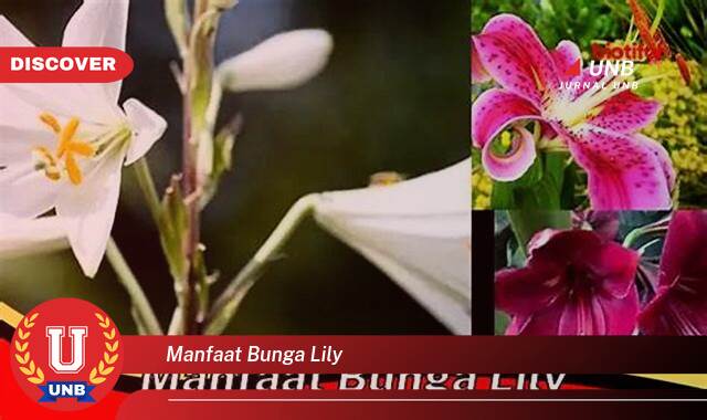 Ketahui 9 Manfaat manfaat bunga lily yang Wajib Kamu Intip
