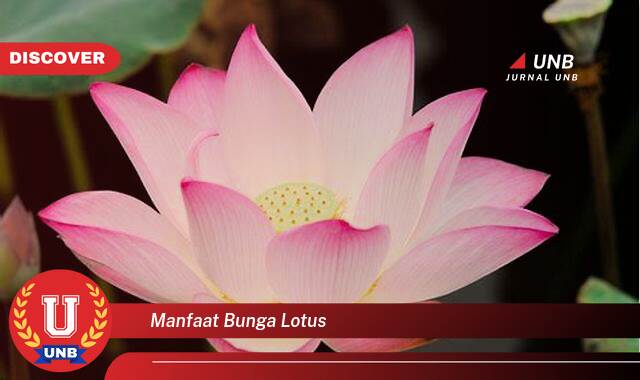 9 Manfaat manfaat bunga lotus yang Jarang Diketahui