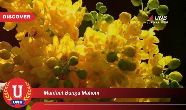 Inilah 9 Manfaat manfaat bunga mahoni yang Jarang Diketahui