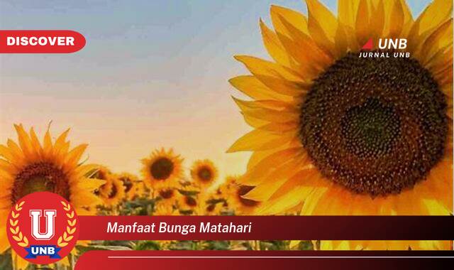 Temukan 10 Manfaat Bunga Matahari yang Luar Biasa untuk Kesehatan, Kecantikan, dan Lainnya Temukan 10 Manfaat Bunga Matahari yang Luar Biasa untuk Kesehatan, Kecantikan, dan Lainnya