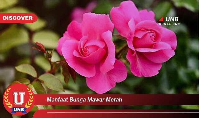 Temukan 8 Manfaat manfaat bunga mawar merah yang tidak Semua Orang Tau
