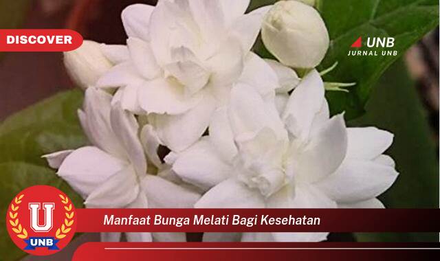 Temukan 10 Manfaat manfaat bunga melati bagi kesehatan yang Bikin Kamu Penasaran