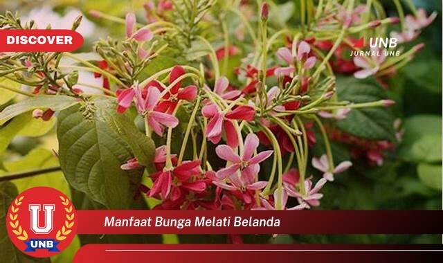 Temukan 10 Manfaat manfaat bunga melati belanda yang Wajib kamu ketahui