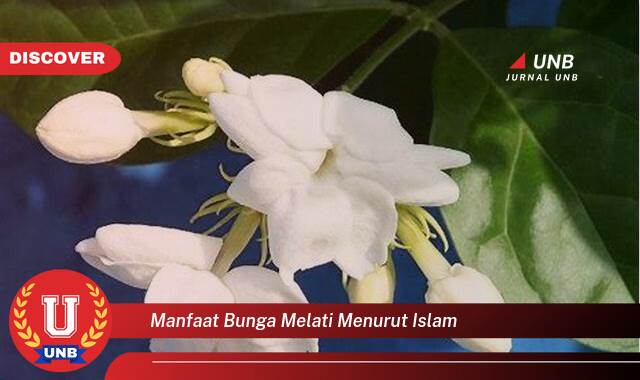 Temukan 8 Manfaat Bunga Melati Menurut Islam untuk Kesehatan dan Kecantikan