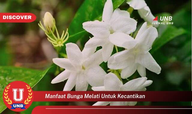 9 Manfaat manfaat bunga melati untuk kecantikan yang tidak Semua Orang Tau