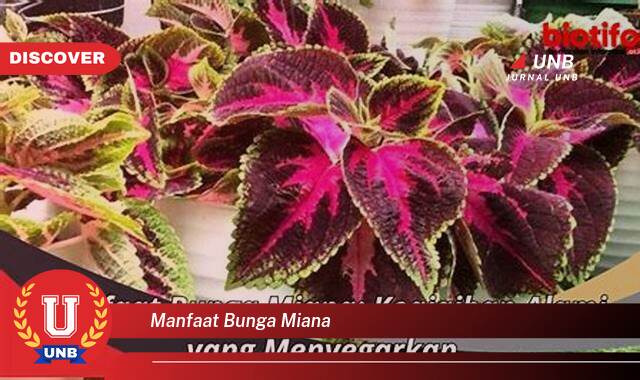 9 Manfaat manfaat bunga miana yang Jarang Diketahui
