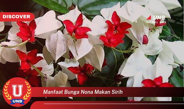 Ketahui 8 Manfaat manfaat bunga nona makan sirih yang Wajib Kamu Intip
