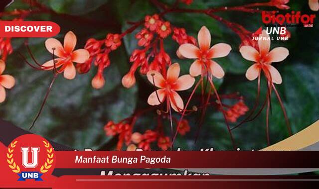 Ketahui 9 Manfaat manfaat bunga pagoda yang Bikin Kamu Penasaran