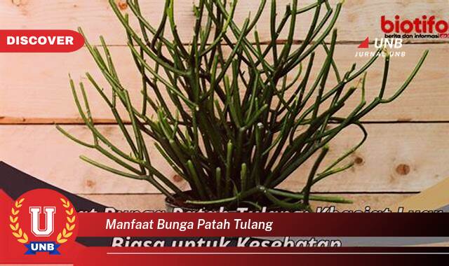 Inilah 9 Manfaat manfaat bunga patah tulang yang Jarang Diketahui
