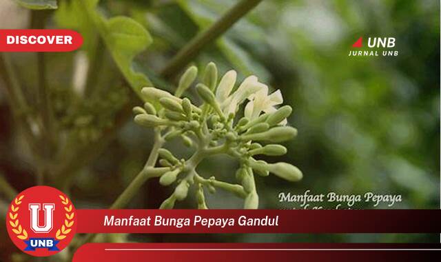 10 Manfaat manfaat bunga pepaya gandul yang Wajib Kamu Intip