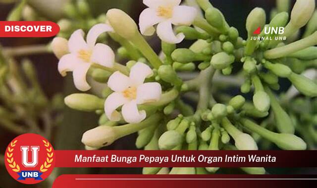 Temukan 10 Manfaat Bunga Pepaya untuk Kesehatan Organ Intim Wanita dan Cara Penggunaannya