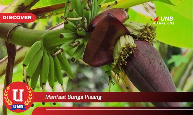 Inilah 9 Manfaat manfaat bunga pisang yang Wajib Kamu Intip