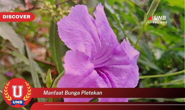 Temukan 9 Manfaat manfaat bunga pletekan yang Wajib kamu ketahui