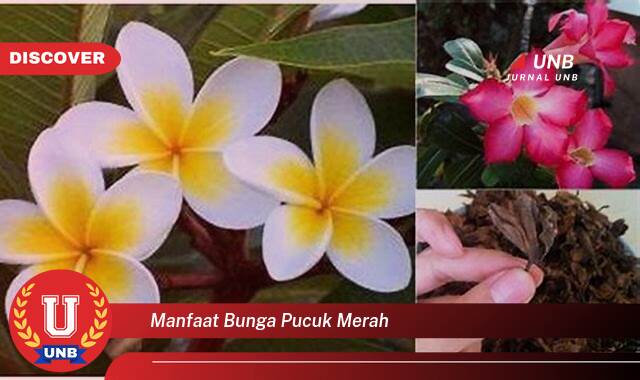 Temukan 10 Manfaat Bunga Pucuk Merah untuk Mempercantik Taman dan Rumah Anda