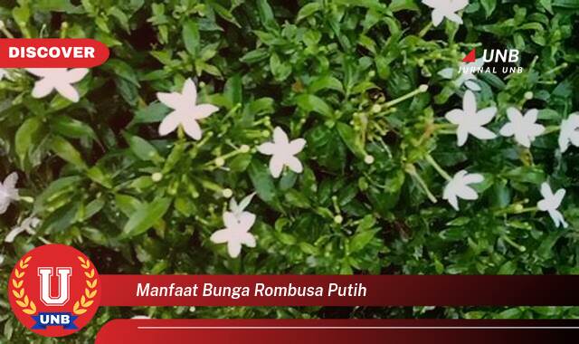 Ketahui 8 Manfaat manfaat bunga rombusa putih yang Wajib Kamu Intip