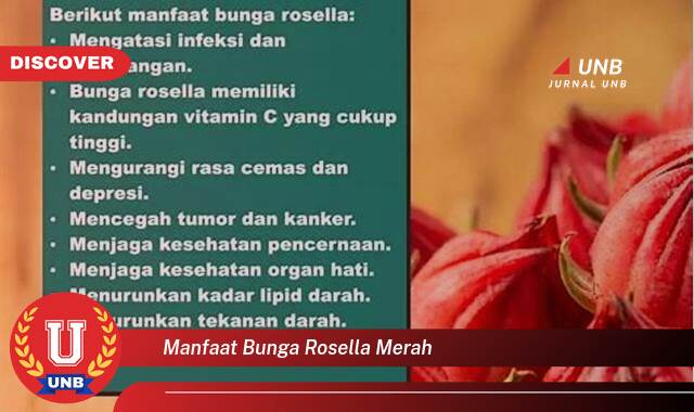 Temukan 10 Manfaat Bunga Rosella Merah untuk Kesehatan Anda yang Luar Biasa