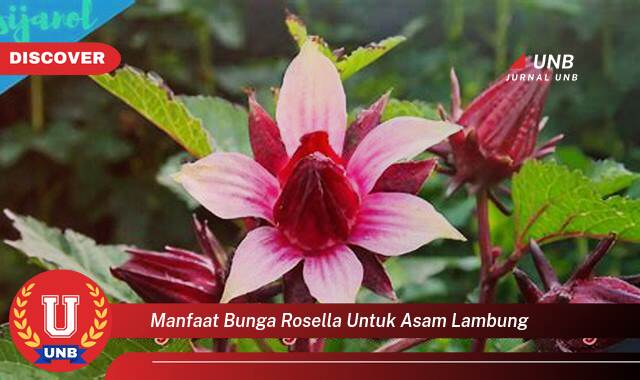 Temukan 8 Manfaat manfaat bunga rosella untuk asam lambung yang tidak Semua Orang Tau