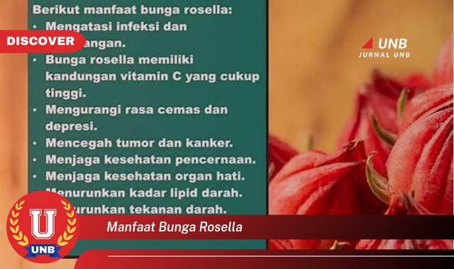 Temukan 8 Manfaat Bunga Rosella untuk Kesehatan Tubuh Anda Temukan 8 Manfaat Bunga Rosella untuk Kesehatan Tubuh Anda