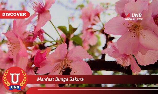 Temukan 10 Manfaat Bunga Sakura untuk Kecantikan Kulit dan Rambut Anda