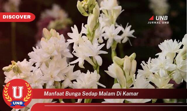 Ketahui 10 Manfaat manfaat bunga sedap malam di kamar yang Bikin Kamu Penasaran
