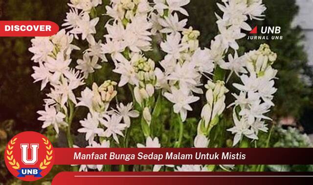 Inilah 9 Manfaat manfaat bunga sedap malam untuk mistis yang tidak Semua Orang Tau