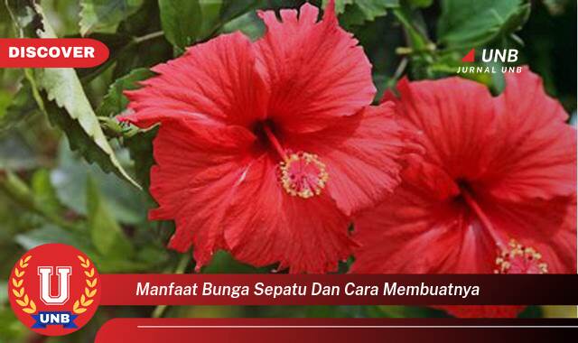 Inilah 10 Manfaat manfaat bunga sepatu dan cara membuatnya yang tidak Semua Orang Tau