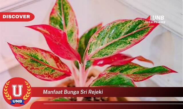 8 Manfaat manfaat bunga sri rejeki yang Wajib Kamu Intip