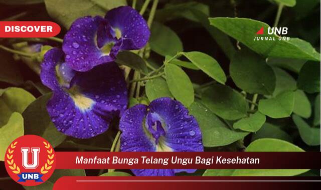 Temukan 10 Manfaat Bunga Telang Ungu bagi Kesehatan, Dari Mata Hingga Imunitas Temukan 10 Manfaat Bunga Telang Ungu bagi Kesehatan, Dari Mata Hingga Imunitas