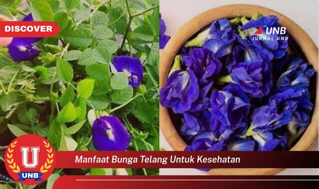 Temukan 9 Manfaat Bunga Telang untuk Kesehatan, Solusi Alami untuk Tubuh yang Lebih Sehat Temukan 9 Manfaat Bunga Telang untuk Kesehatan, Solusi Alami untuk Tubuh yang Lebih Sehat