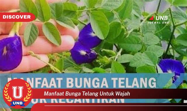 Temukan 9 Manfaat Bunga Telang untuk Wajah, Kulit Cantik Berseri Secara Alami