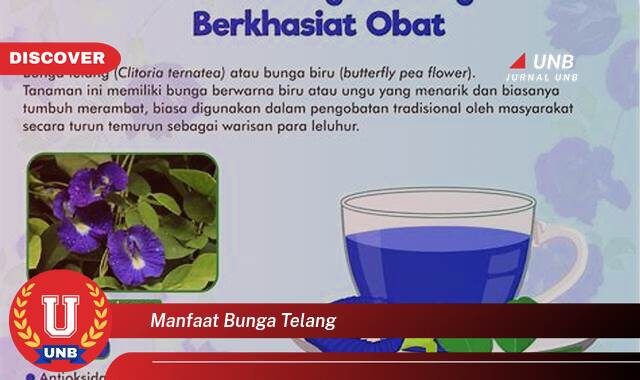 Temukan 10 Manfaat Bunga Telang untuk Kesehatan, Kecantikan, dan Masakan